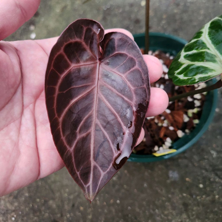 안스리움 킹오스 레크--5