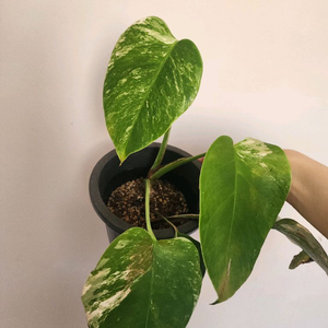 몬스테라 알보 팝니다!