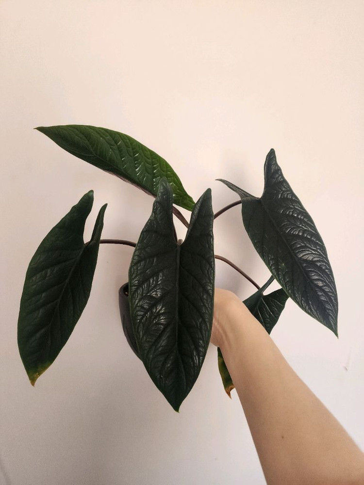 알로카시아 스칼프럼--1