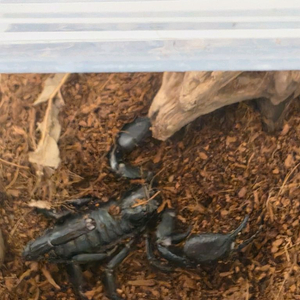 아시안포레스트전갈 +사육장