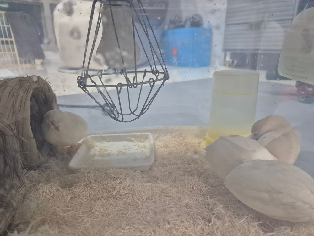 화이트 미니메추리 4마리 +집+ 부화기 무료나눔 이미지