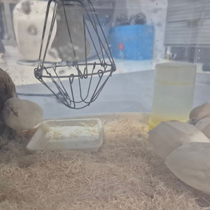 화이트 미니메추리 4마리 +집+ 부화기 무료나눔