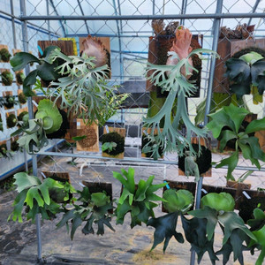 박쥐란 윌링키아이 월광자와 pup