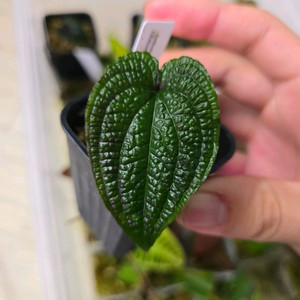 안스리움 클리데미오이데스