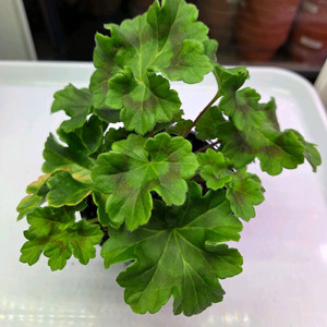 제라늄TA카탈레아