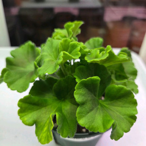 제라늄 디아즈포르투나. 돈후안