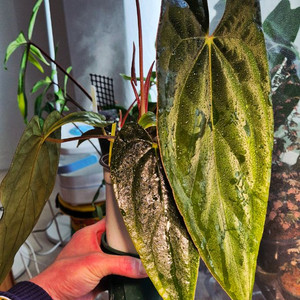 (가격내림)안스리움 RVDPx칼라블랙키드레스러리