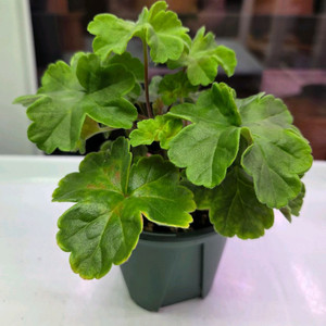 제라늄 Mrs나이팅게일의밤