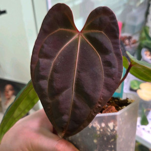 안스리움 레베닥x배쎄 분양