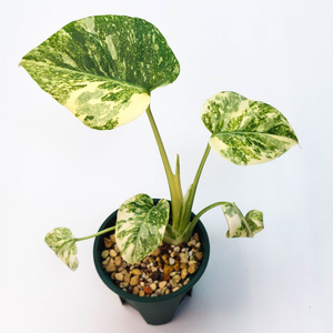 [할인] 몬스테라 델리시오사 레거시 3종류