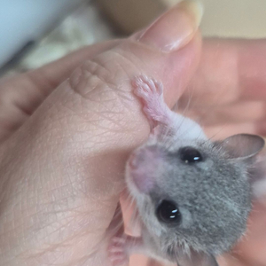 피그미 다람쥐 분양