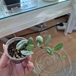 호야 민트코인 중고거래 | 중고나라 - 안심되는 중고거래