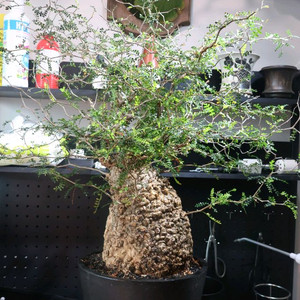 operculicarya pachypus 파키푸스 20cm급 대품