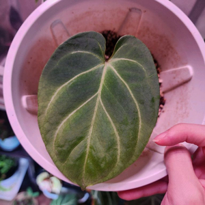 안스리움 킹오스 파필 하이브리드