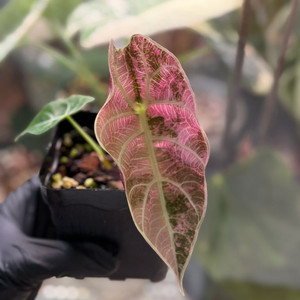 알로카시아 왓소니아 글로시 바리에가타