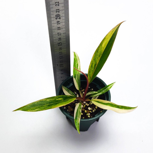 [할인] 필로덴드론 카라멜마블 바리에가타 5종류