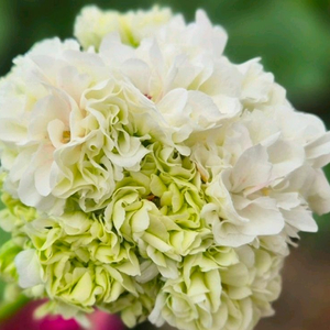 Ug블로그다레이스 러시아제라늄