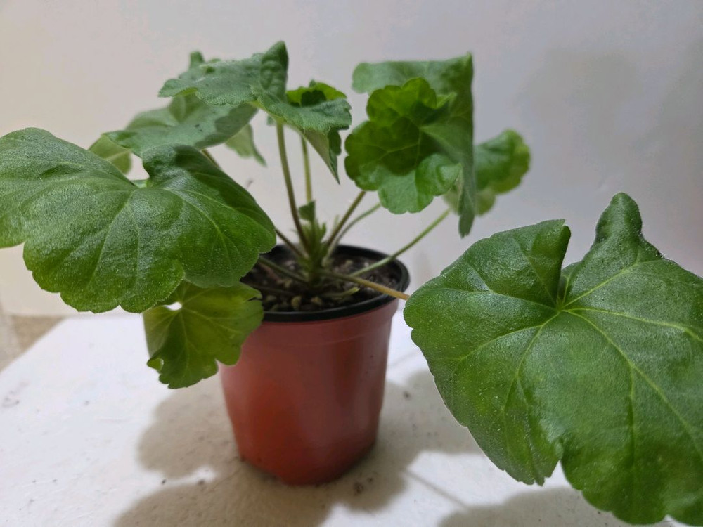 Ug블로그다레이스 러시아제라늄--2