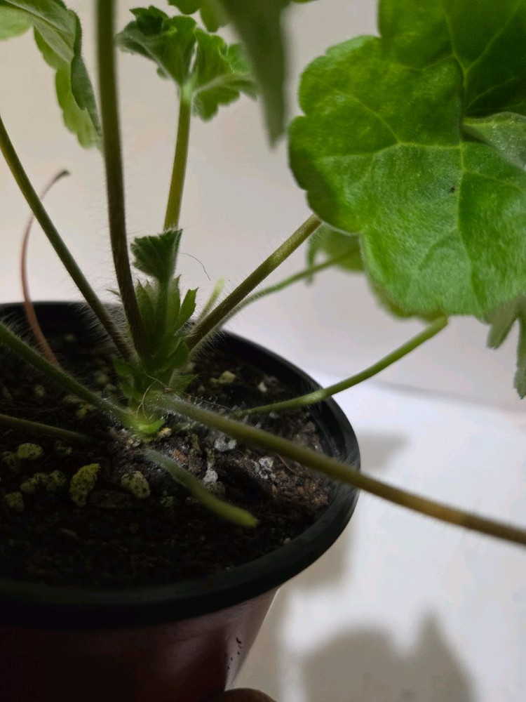 Ug블로그다레이스 러시아제라늄--3