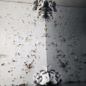 피그미다람쥐 분양합니다~