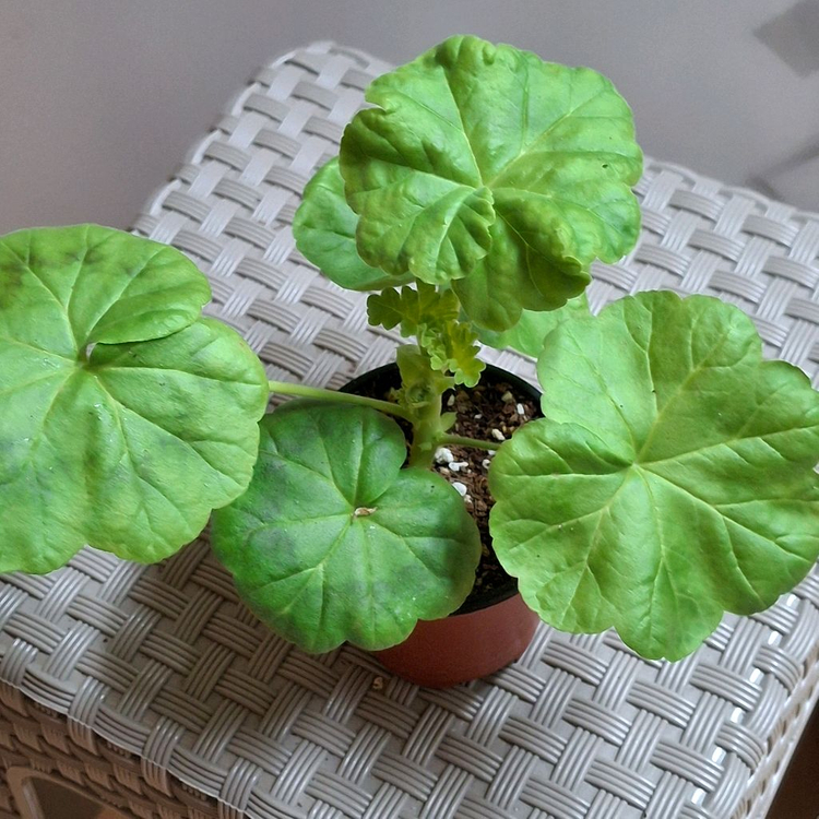 제라늄 좋을티나--1