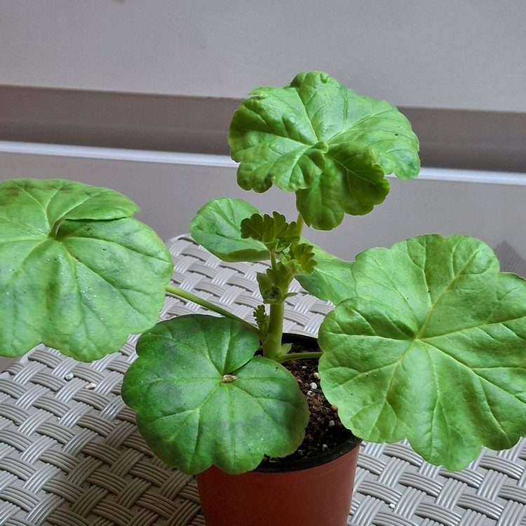 제라늄 좋을티나--2