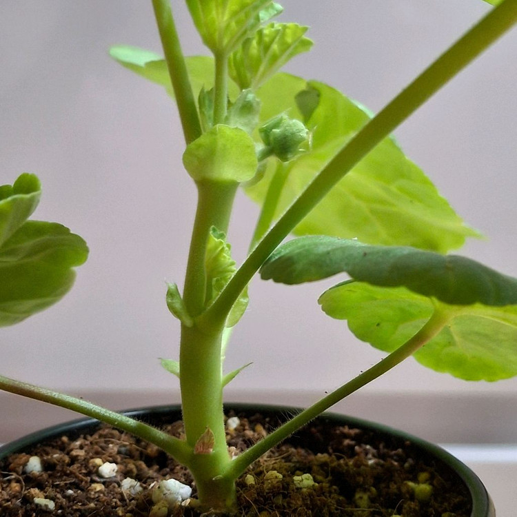 제라늄 좋을티나--3