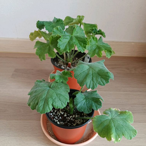 제라늄 - 맛있는조각, 북안드로메다 (2종)