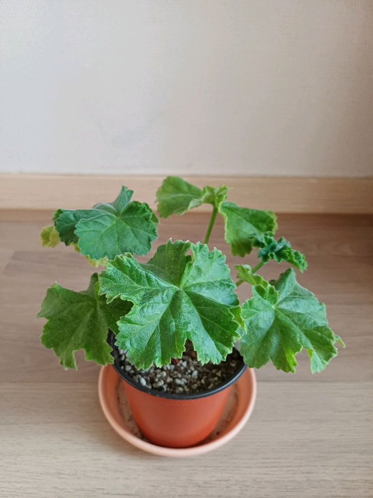 제라늄 - 맛있는조각, 북안드로메다 (2종)--1