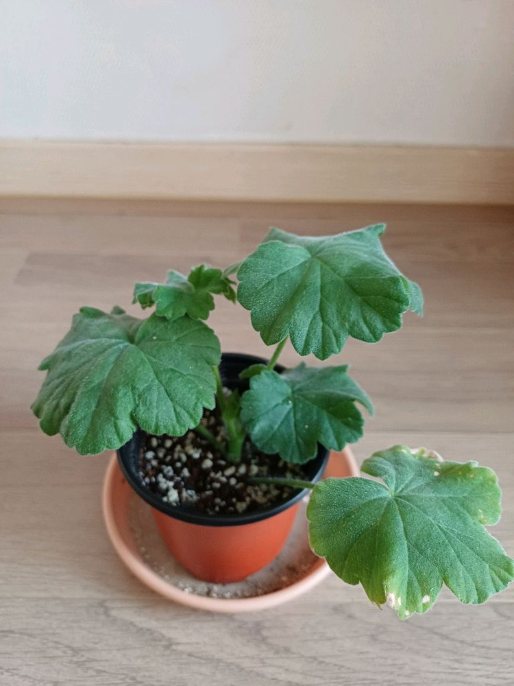 제라늄 - 맛있는조각, 북안드로메다 (2종)--2