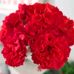 러시아제라늄 iv솔베이그