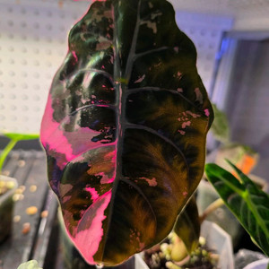 알로카시아 찬트리에 바리에가타