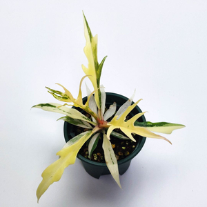 필로덴드론 토텀 바리에가타 4종류