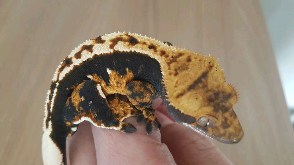 쉬인 기존 플립 300, 크레딧 300원 여러개 팝니다--0