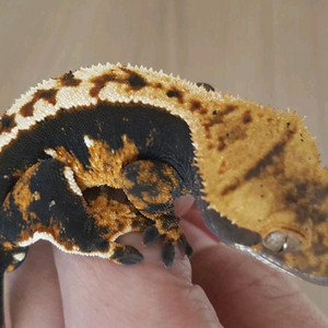 쉬인 기존 플립 300, 크레딧 300원 여러개 팝니다