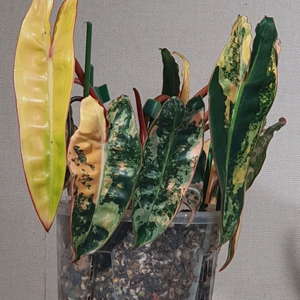 필로덴드론 빌리에티에 바리에가타 / 89-->77만