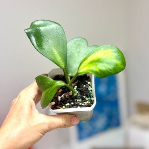 호야 케리 이너바리