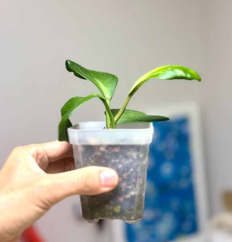 호야 케리 이너바리--1