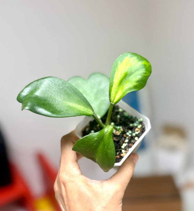 호야 케리 이너바리--2