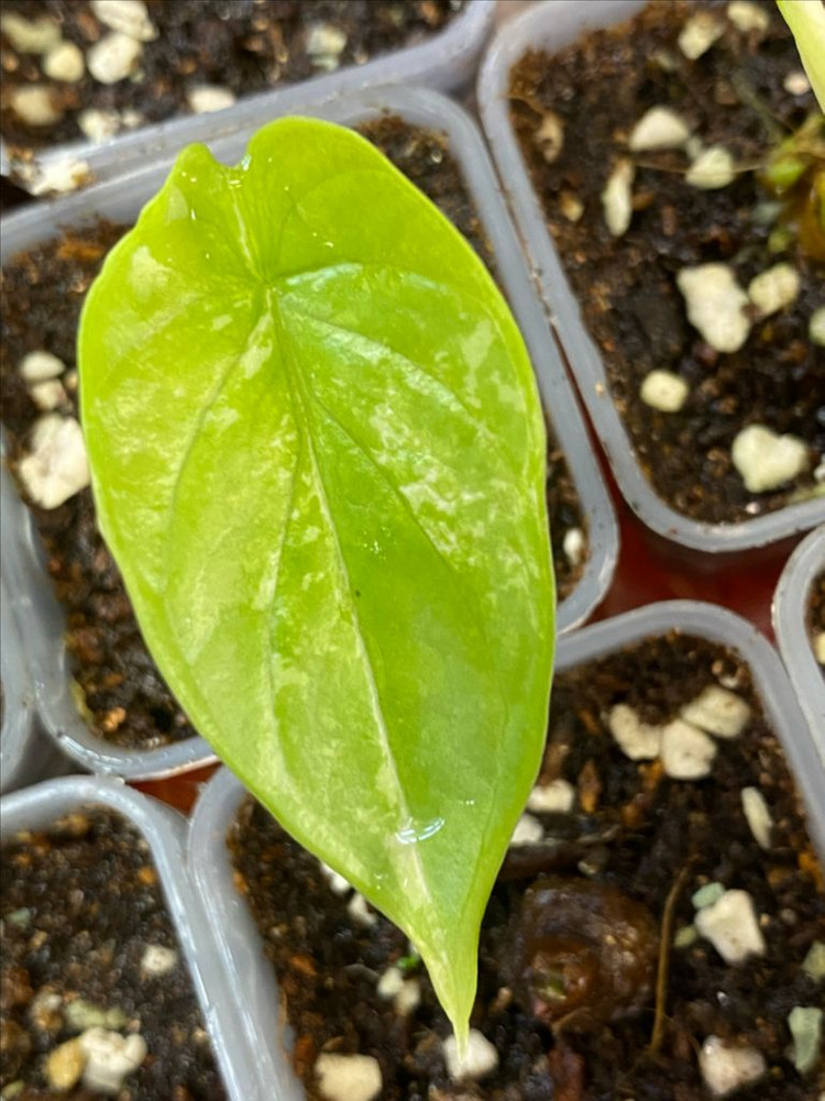 알로카시아 실버드래곤화이트 바리에가타(안스,호야x)--1