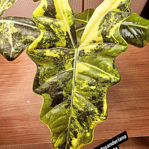 알로카시아 푸세이도 산데리아나 아우레아 분양