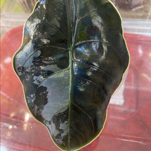 알로카시아 아즈라니바리에가타(안스.호야x)