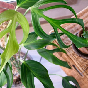 몬스테라 딜라체라타(버럴막스플레임)