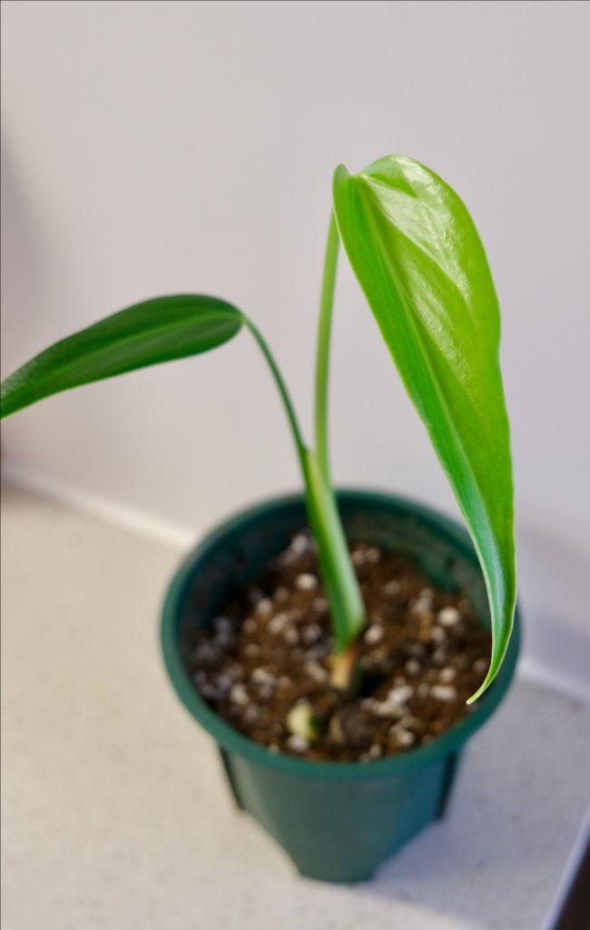 몬스테라 딜라체라타(버럴막스플레임)--1