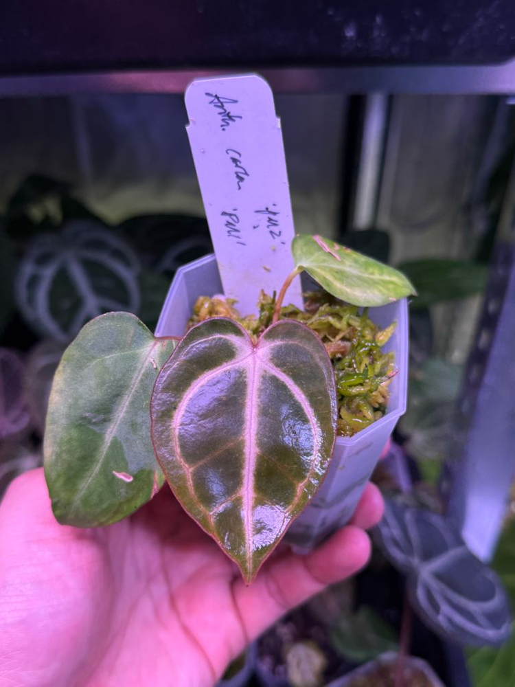 안스리움 칼라블랙키 PM2 x PM1 (Paul)--2