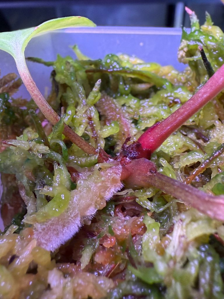 안스리움 칼라블랙키 PM2 x PM1 (Paul)--3