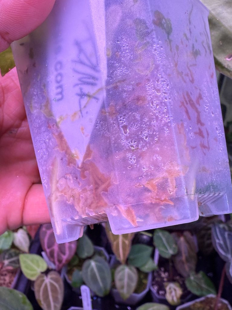 안스리움 칼라블랙키 PM2 x PM1 (Paul)--4