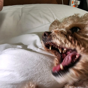 디스코드 알로항 알로항머니 빠르게 소진중