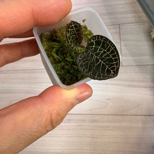 보석란 레드덴스