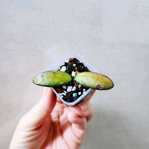 호야 vl9바리에가타